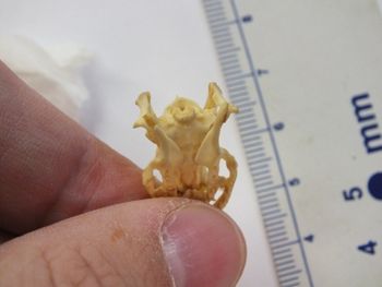 Media type: image;   Herpetology R-6675